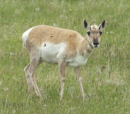Scared Pronghorn in Custer State Park